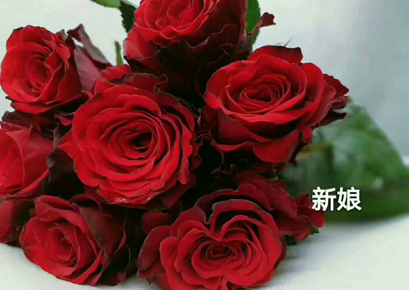 红玫瑰苗10cm以下