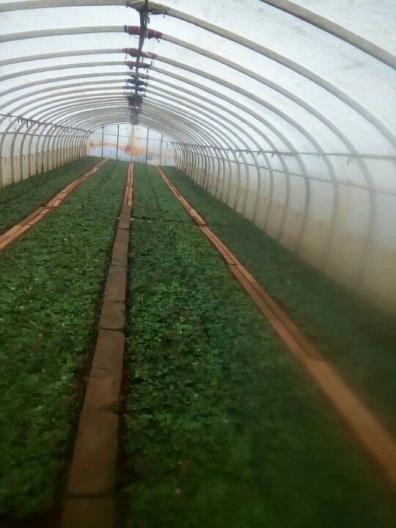 红玫瑰苗10cm以下