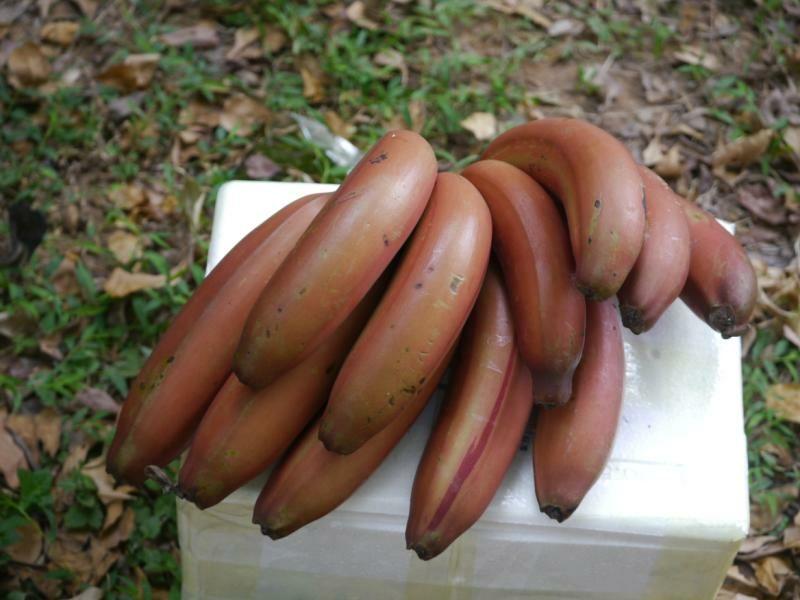 红皮香蕉南靖红皮香蕉美人蕉火龙蕉贵妃蕉醉美人蕉5斤包邮