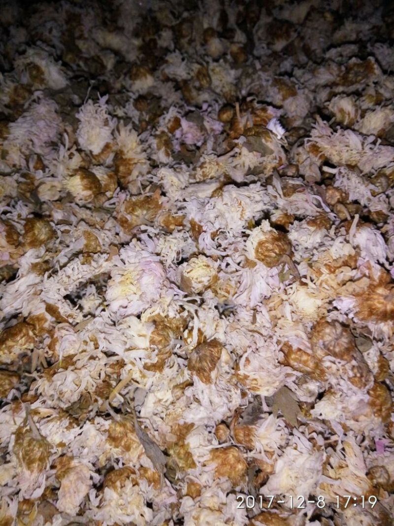 怀菊花散装