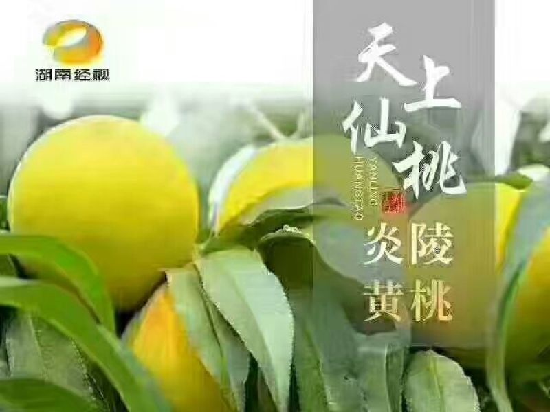 炎陵黄桃4两以上，新鲜采摘，中国优质黄桃之乡