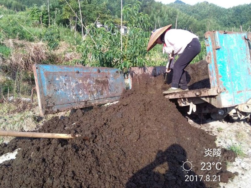 炎陵黄桃4两以上，新鲜采摘，中国优质黄桃之乡