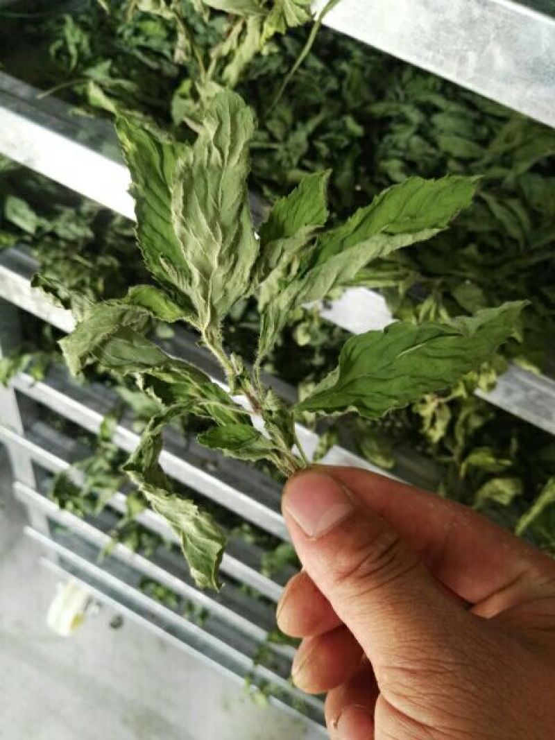 薄荷薄荷叶（箱装）茶用