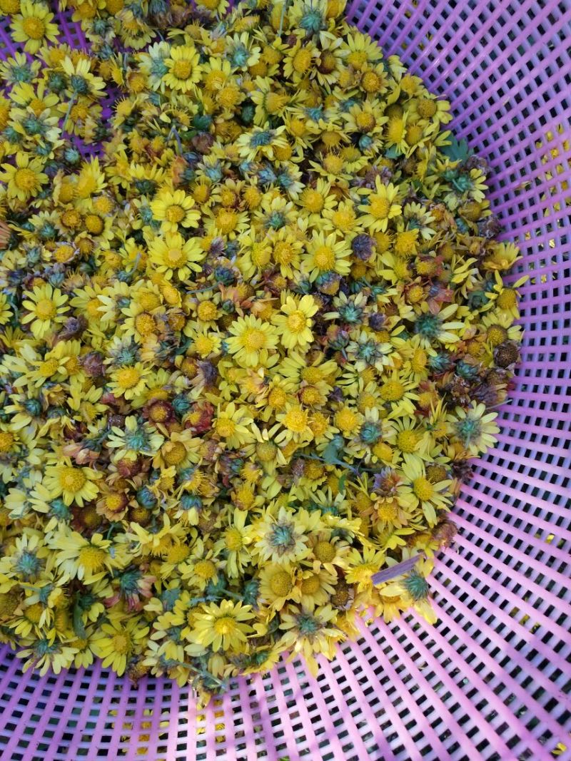 野菊花散装