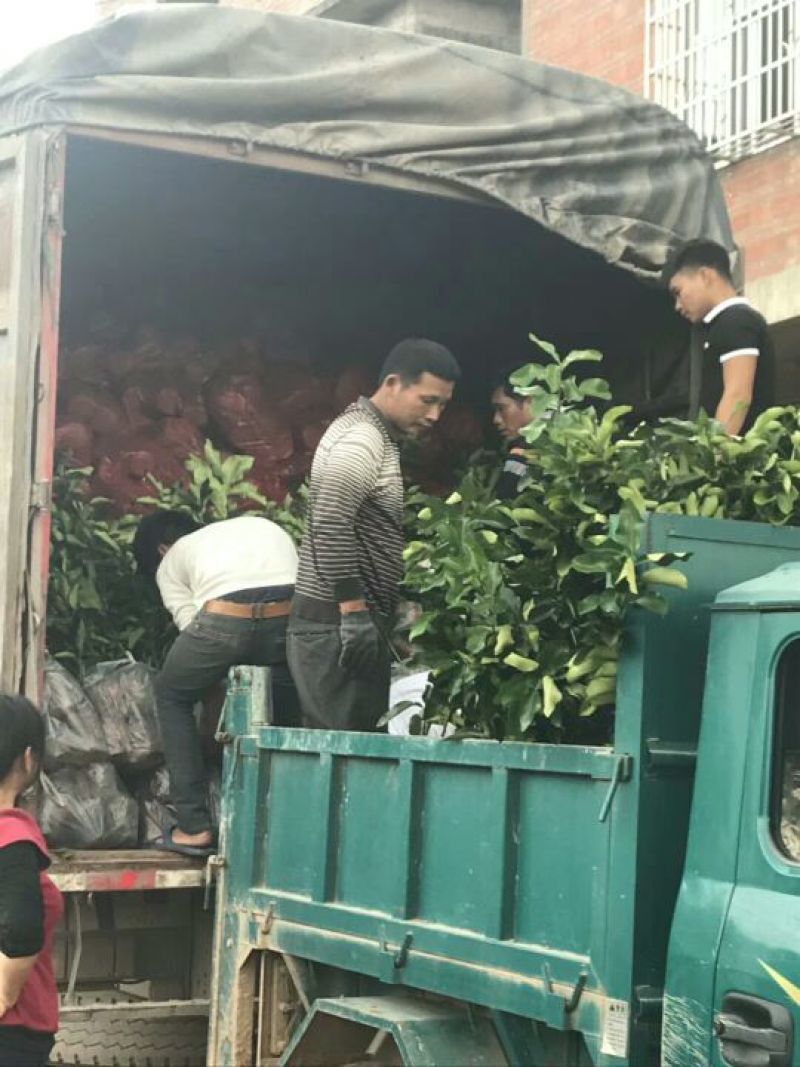 无核荔枝苗桂味荔枝，冰枝，仙进奉荔枝，飞仔笑当年挂果
