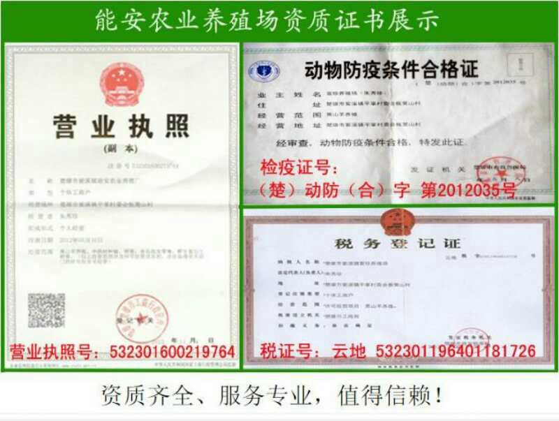 黑山羊云南楚雄彝族产区