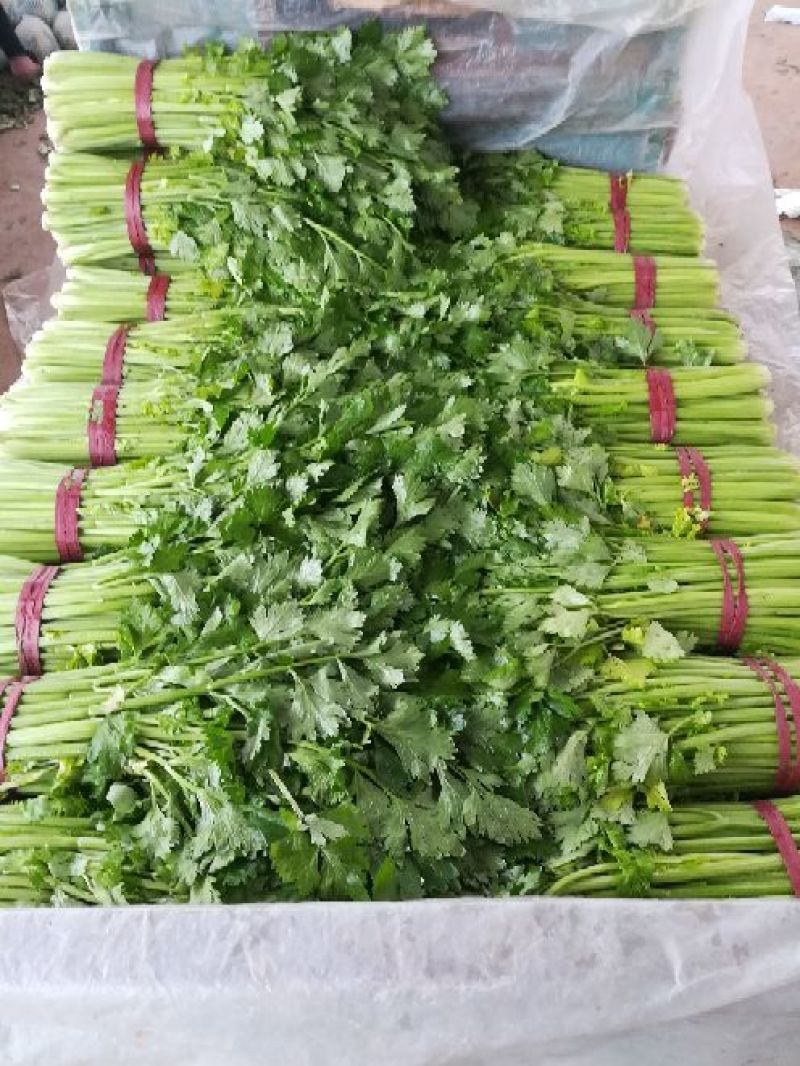 【一手货源】芹菜皇妃芹菜河北邯郸芹菜产地批发直销