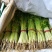 【一手货源】芹菜皇妃芹菜河北邯郸芹菜产地批发直销