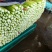 【一手货源】芹菜皇妃芹菜河北邯郸芹菜产地批发直销
