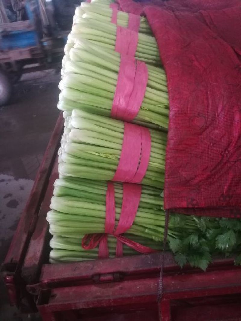 【一手货源】芹菜皇妃芹菜河北邯郸芹菜产地批发直销