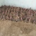 阳光玫瑰葡萄苗一年苗30~50cm纯度有保证假一赔十