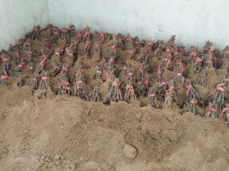 阳光玫瑰葡萄苗一年苗30~50cm纯度有保证假一赔十