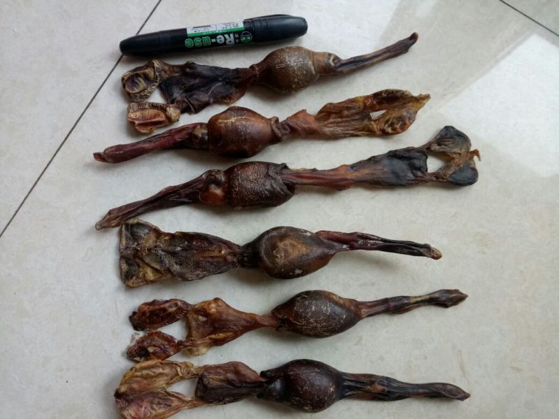 狗鞭中药材干货2个起包邮量大从优