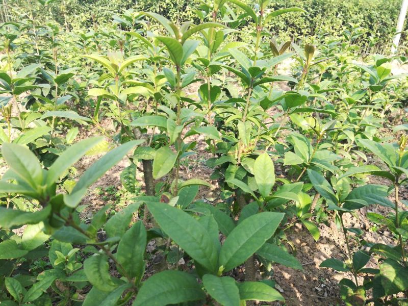 桂花树四季桂苗月月桂四季桂盆景一年可多次开花