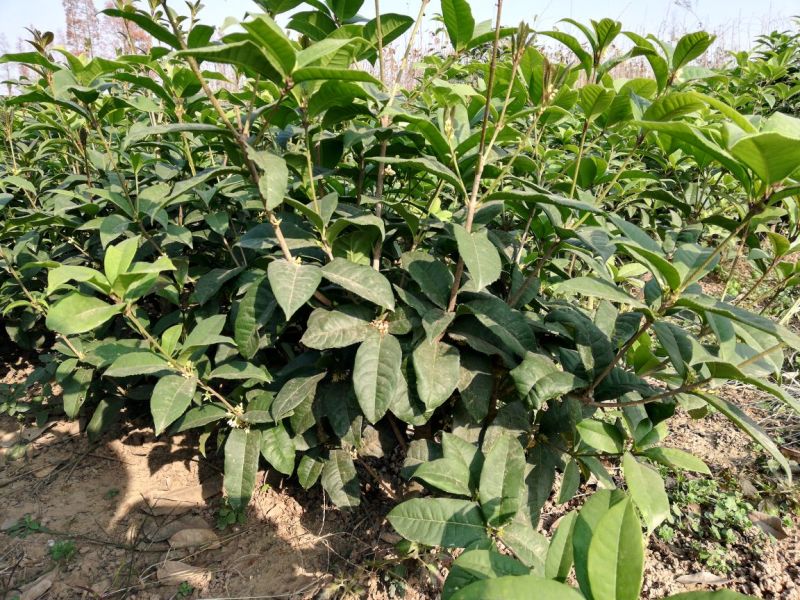 桂花树四季桂苗月月桂四季桂盆景一年可多次开花