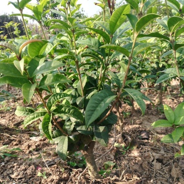 桂花树四季桂苗月月桂四季桂盆景一年可多次开花