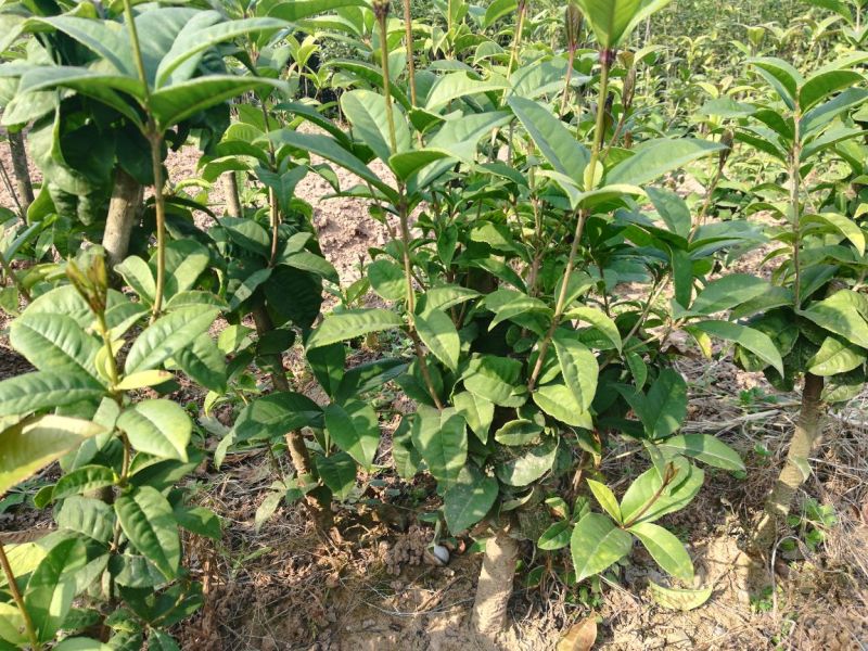 桂花树四季桂苗月月桂四季桂盆景一年可多次开花