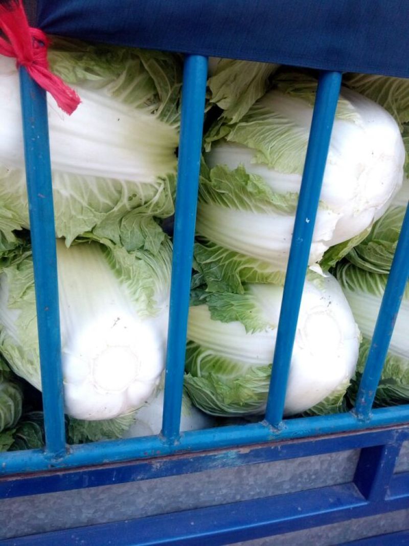 秦白二号大白菜，视频看货，全国发货