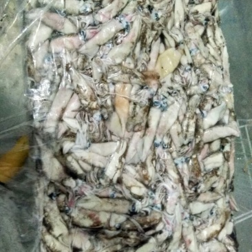 笔管鱼