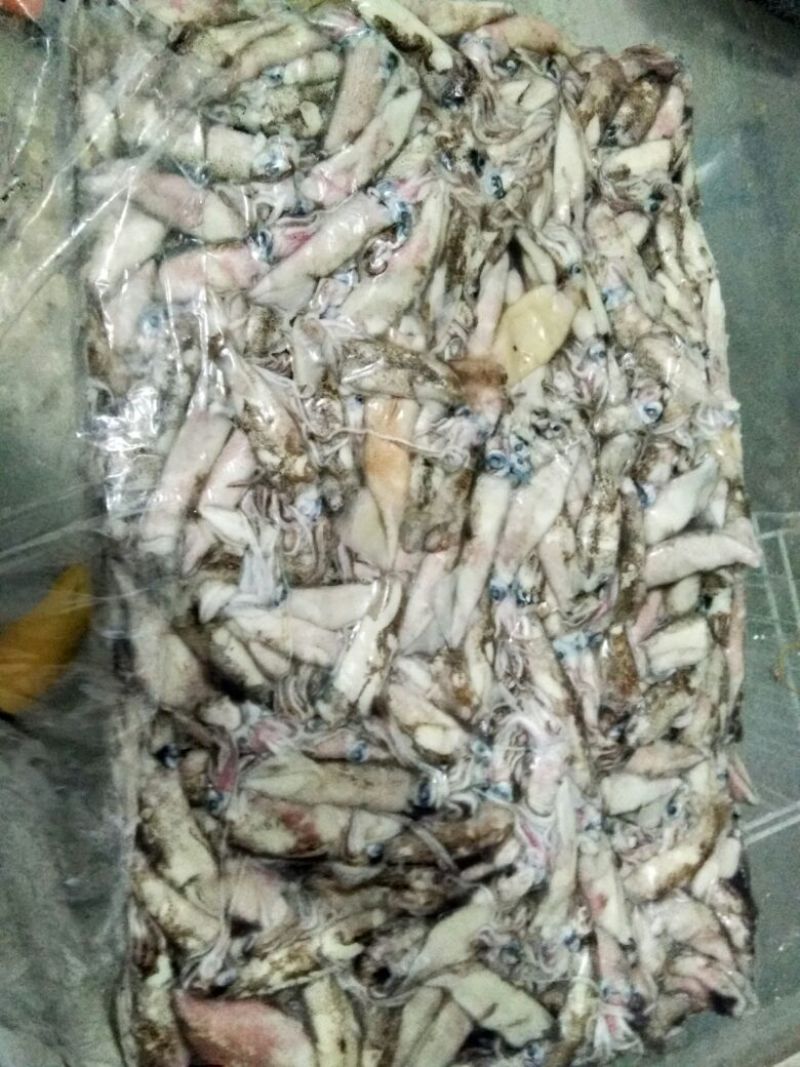 笔管鱼