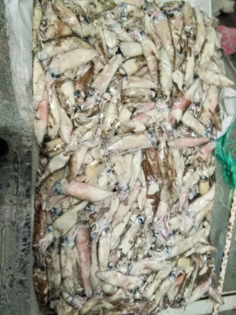 笔管鱼