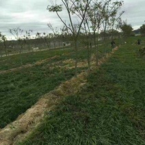 麦冬草麦冬苗玉龙草细叶麦冬苗草坪专用绿化专业