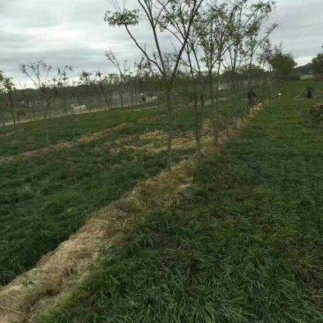 麦冬草麦冬苗玉龙草细叶麦冬苗草坪专用绿化专业