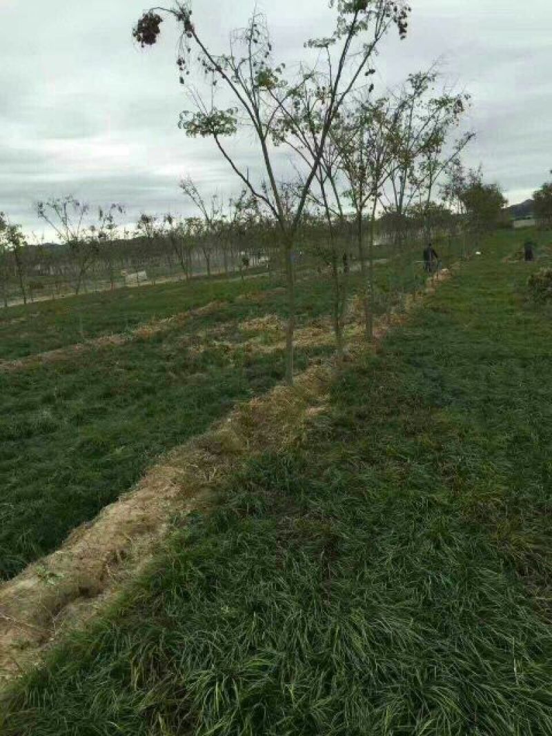麦冬草麦冬苗玉龙草细叶麦冬苗草坪专用绿化专业