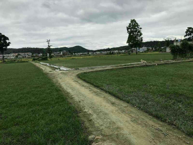 麦冬草麦冬苗玉龙草细叶麦冬苗草坪专用绿化专业