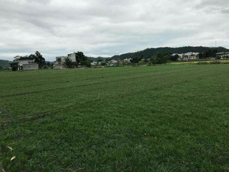 麦冬草麦冬苗玉龙草细叶麦冬苗草坪专用绿化专业