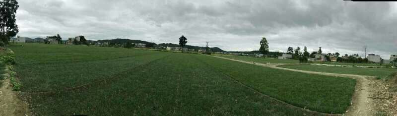 麦冬草麦冬苗玉龙草细叶麦冬苗草坪专用绿化专业