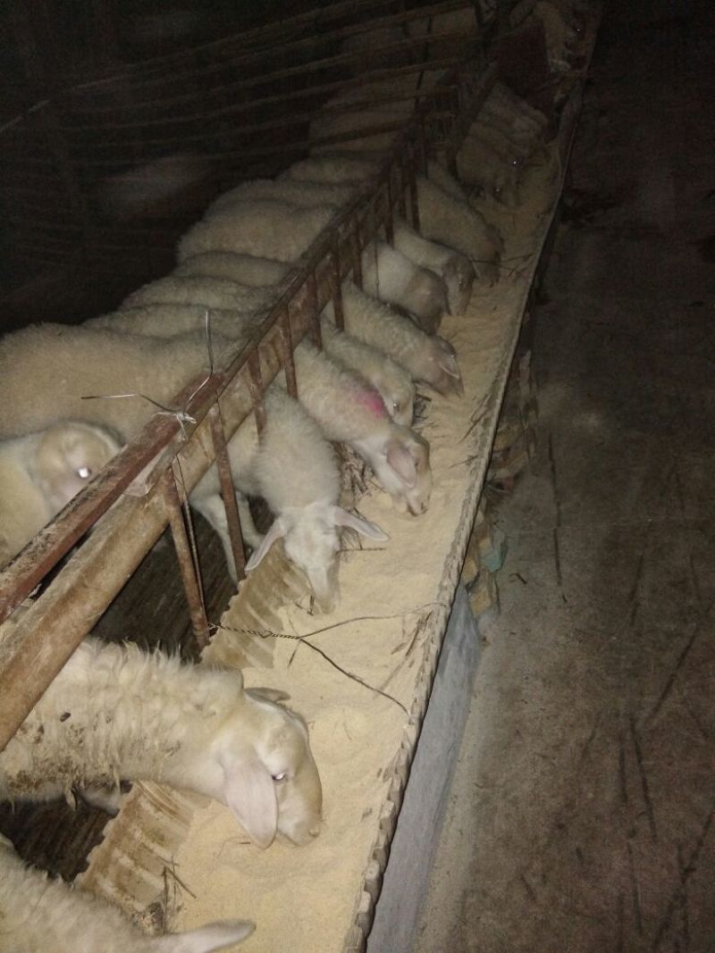 绵羊40~60斤/头
