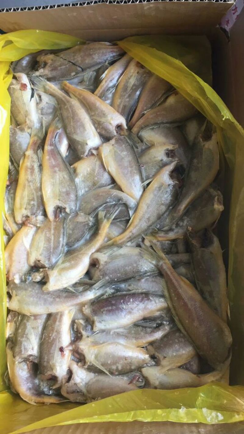 小黄鱼食用