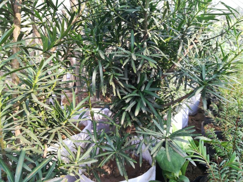 罗汉松雀舌罗汉松罗汉松盆景地栽苗