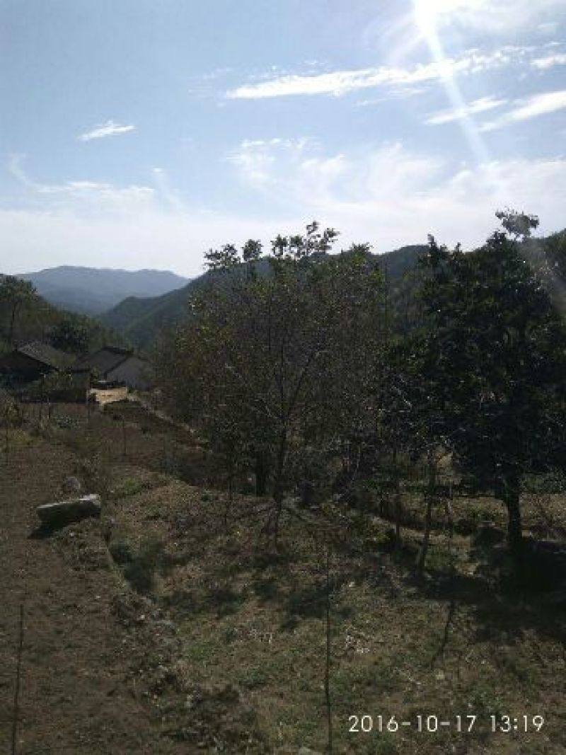 柿饼1两以下