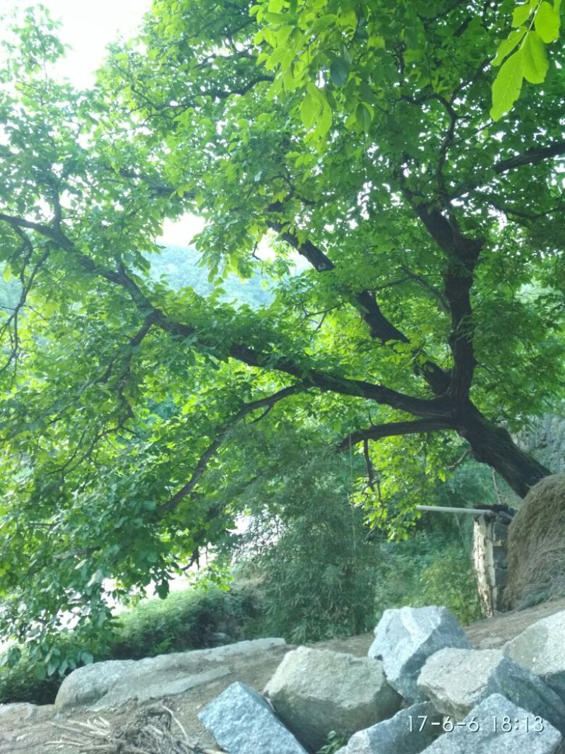 柿饼1两以下