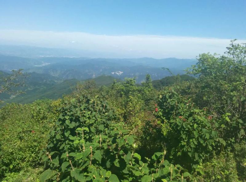 柿饼1两以下