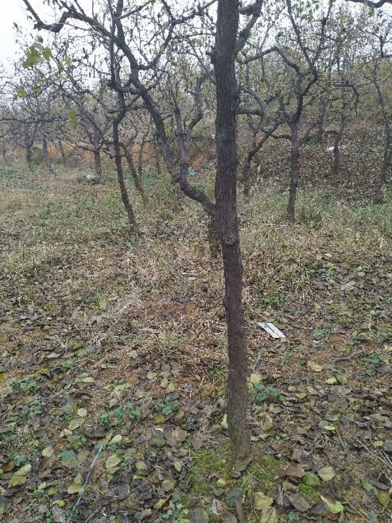 枣树8~10cm8~10cm