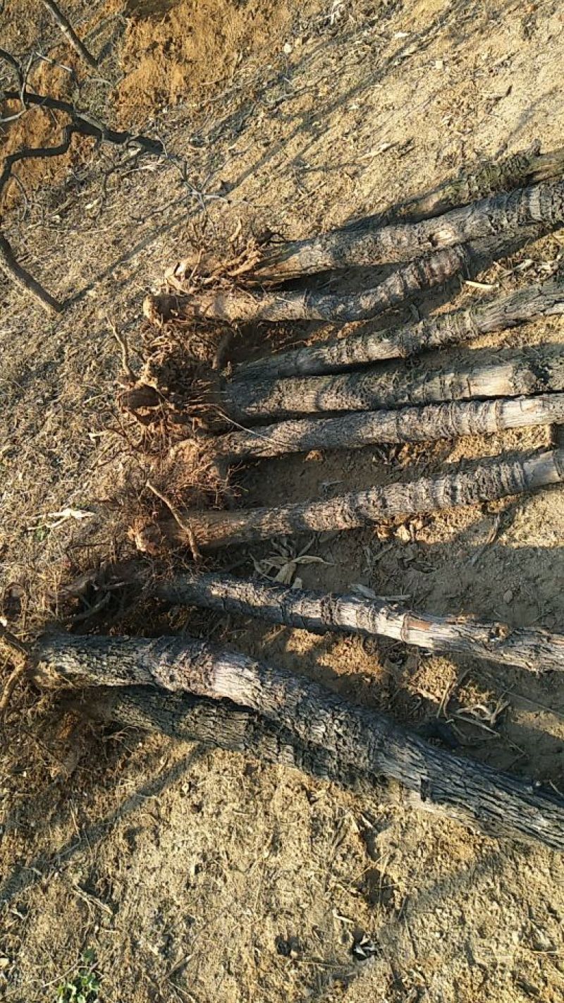 枣树8~10cm8~10cm