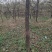 枣树8~10cm8~10cm