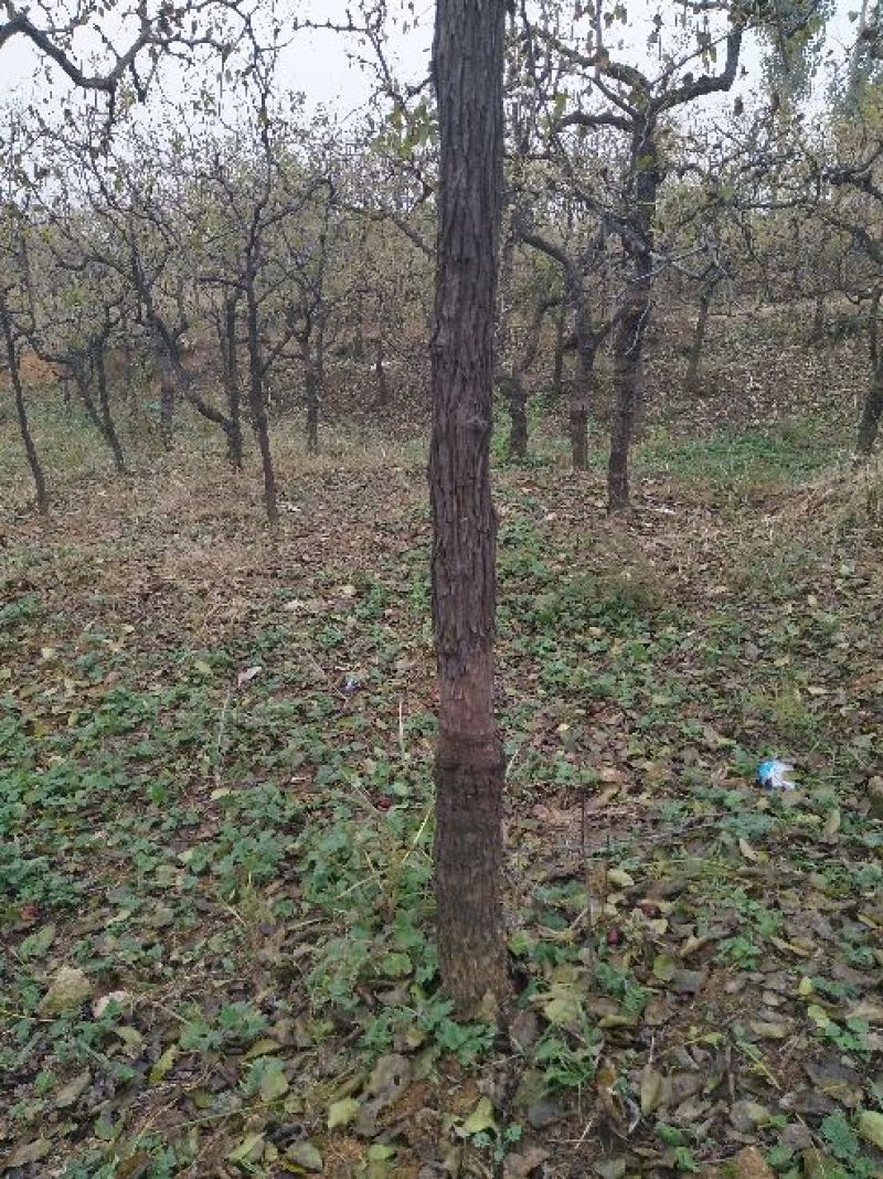 枣树8~10cm8~10cm