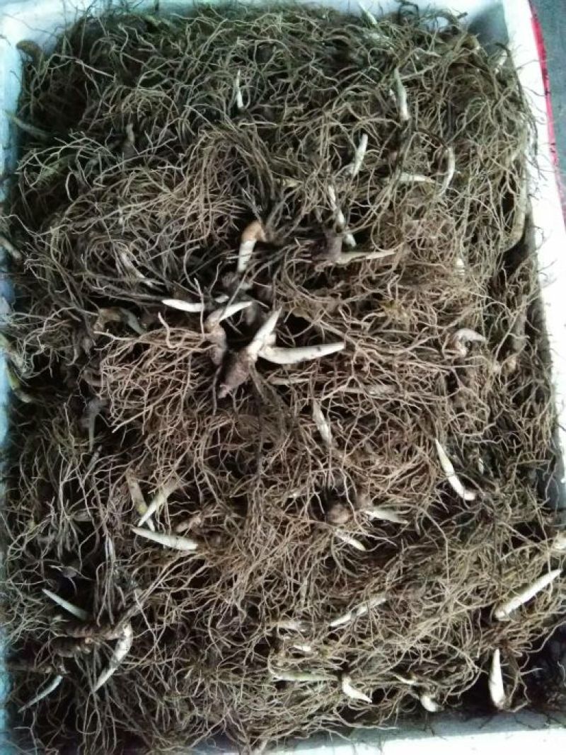 重楼苗三年苗烟头到大手指质量好