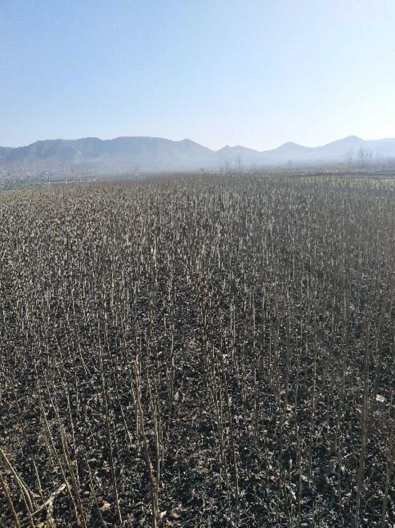 核桃苗一年苗50~100cm