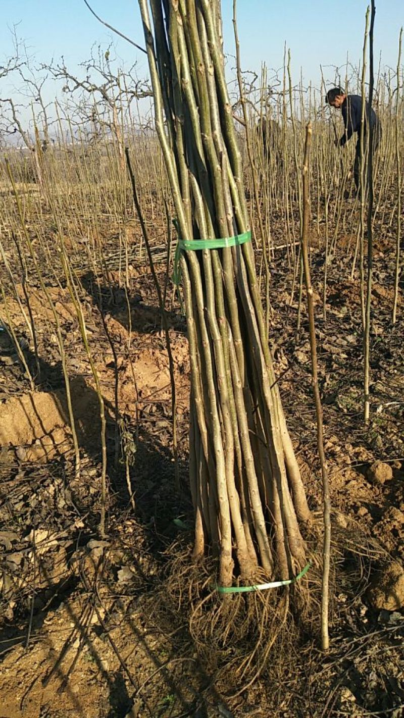 核桃苗一年苗50~100cm