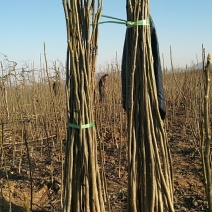核桃苗一年苗50~100cm
