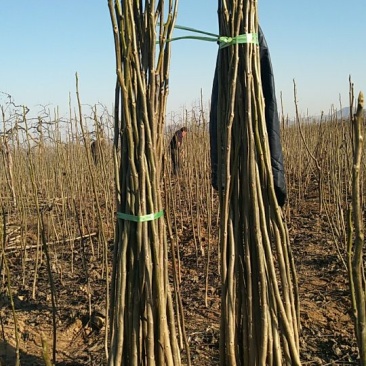 核桃苗一年苗50~100cm