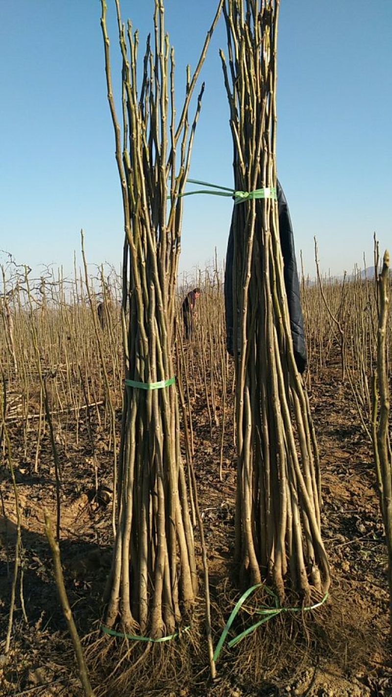 核桃苗一年苗50~100cm