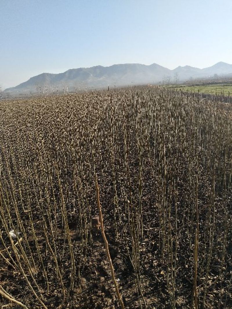 核桃苗一年苗50~100cm