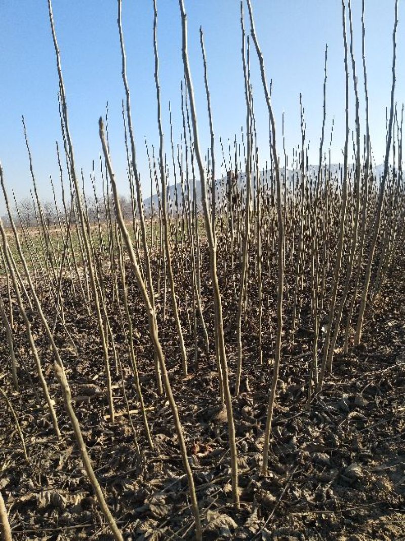 核桃苗一年苗50~100cm