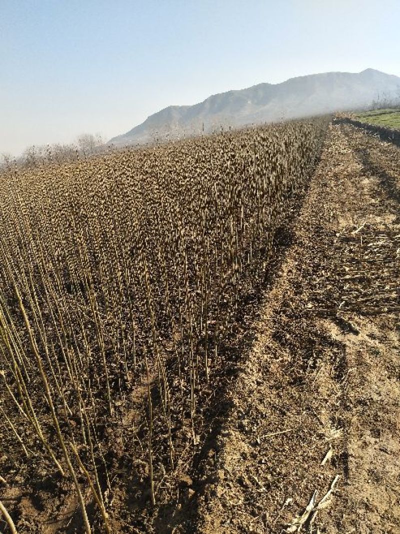 核桃苗一年苗50~100cm